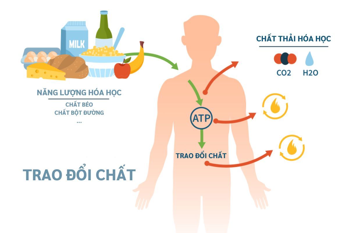 hệ trao đổi chất là gì